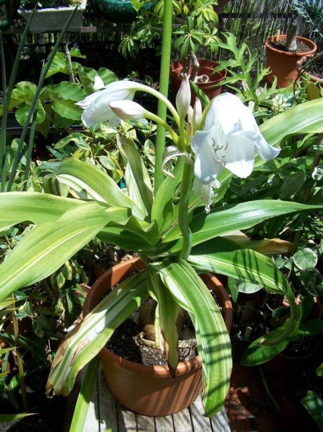 Кринум Мура (Crinum moorei)