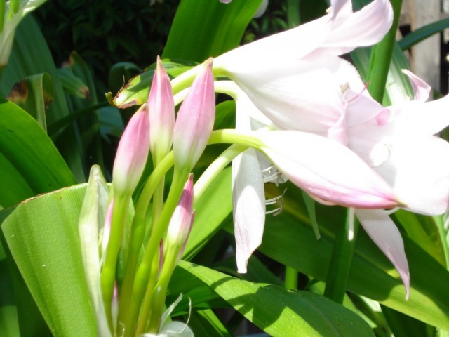 Кринум Мура (Crinum moorei)