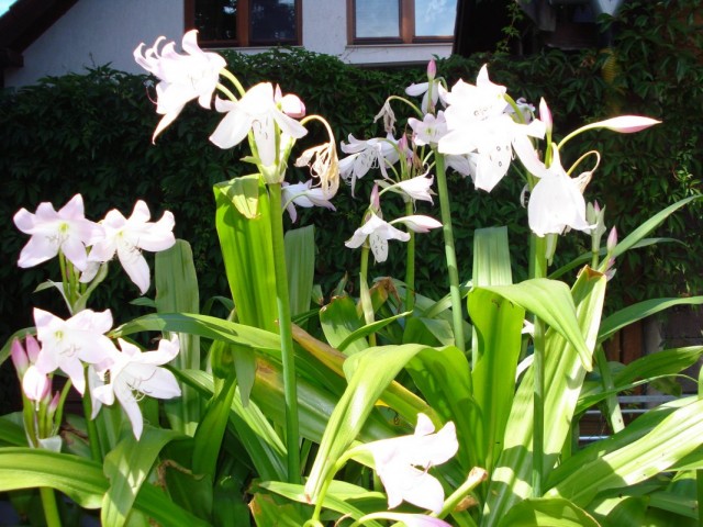 Кринум Мура (Crinum moorei)