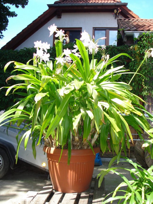 Кринум Мура (Crinum moorei)