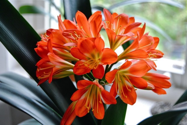 Кливия (Clivia)