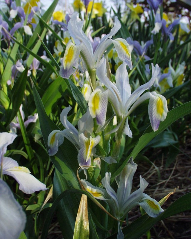 Ирис замещающий (Iris vicaria) или Юнона замещающая (Juno vicaria)