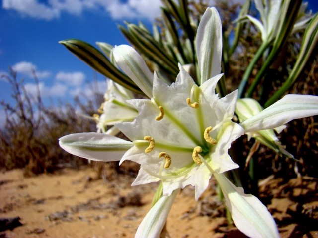 Панкраций Зикенбергера (Pancratium sickenbergeri)