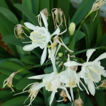 Панкрациум канарский (Pancratium canariense)