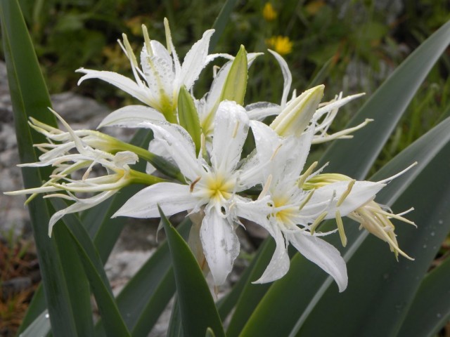 Панкрациум иллирийский (Pancratium illyricum)