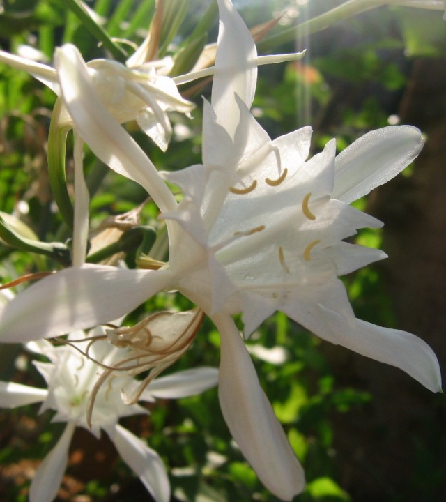 Панкрациум морской (Pancratium maritimum)