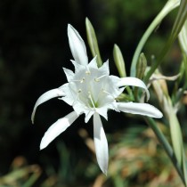 Панкрациум морской (Pancratium maritimum)