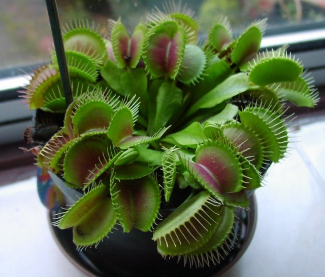 Венерина мухоловка (Dionaea muscipula)