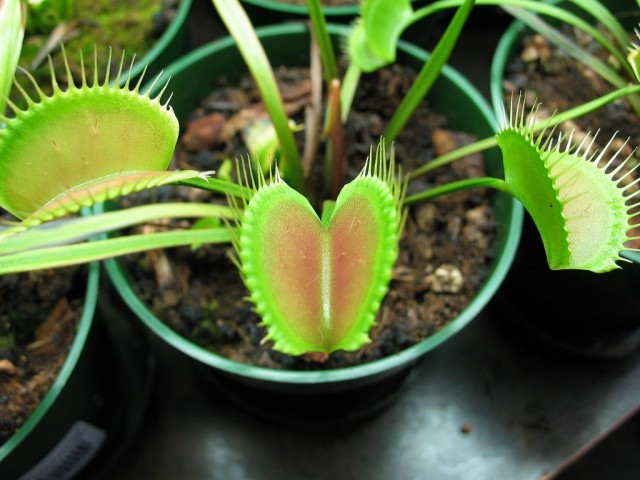 Венерина мухоловка (Dionaea muscipula)