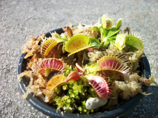 Венерина мухоловка (Dionaea muscipula)