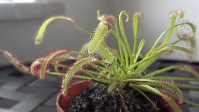 Росянка (Drosera)