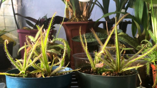 Росянка (Drosera)