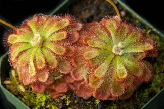 Росянка Алисии (Drosera aliciae)