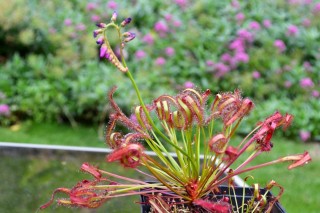 Росянка капская (Drosera capensis)