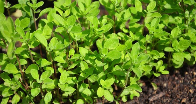 Майоран (Origanum majorana)