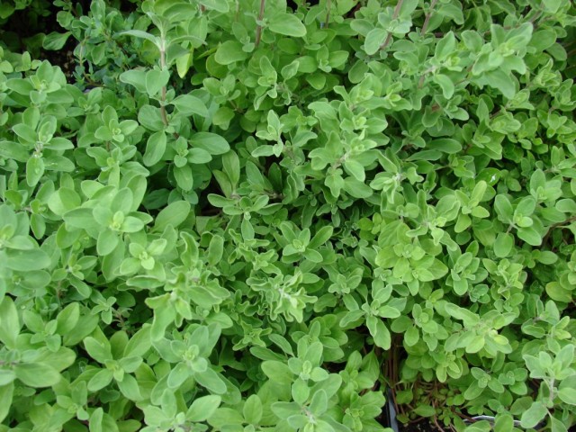 Майоран (Origanum majorana)