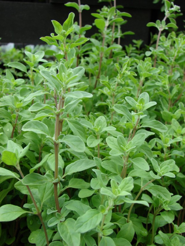 Майоран (Origanum majorana)