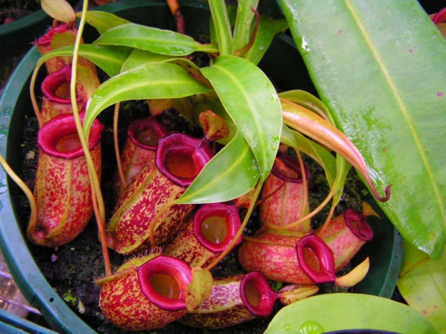 Непентес (Nepenthes)