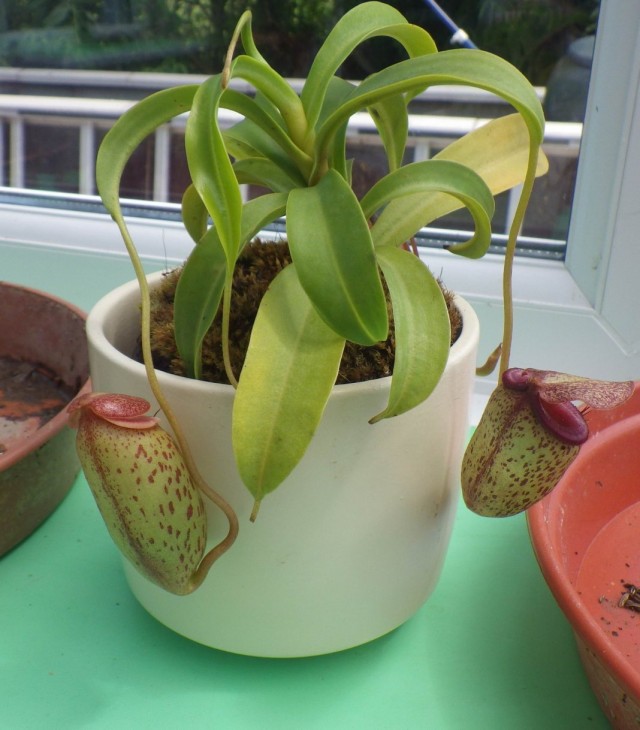 Непентес (Nepenthes)