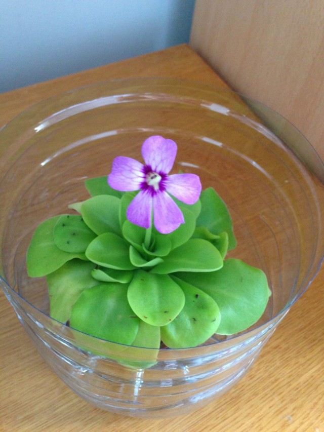 Жирянка (Pinguicula)