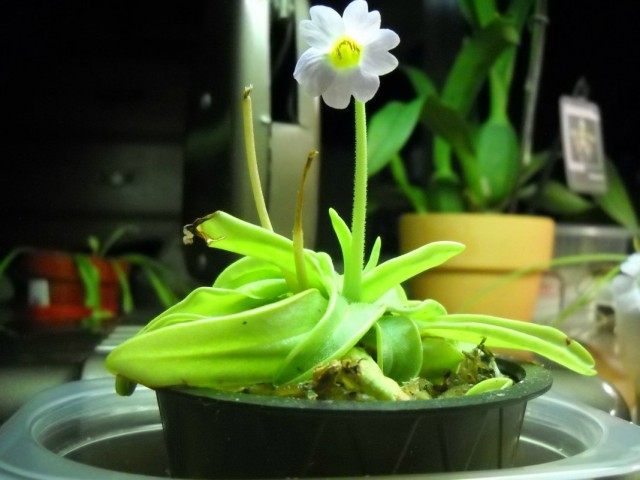 Жирянка (Pinguicula)