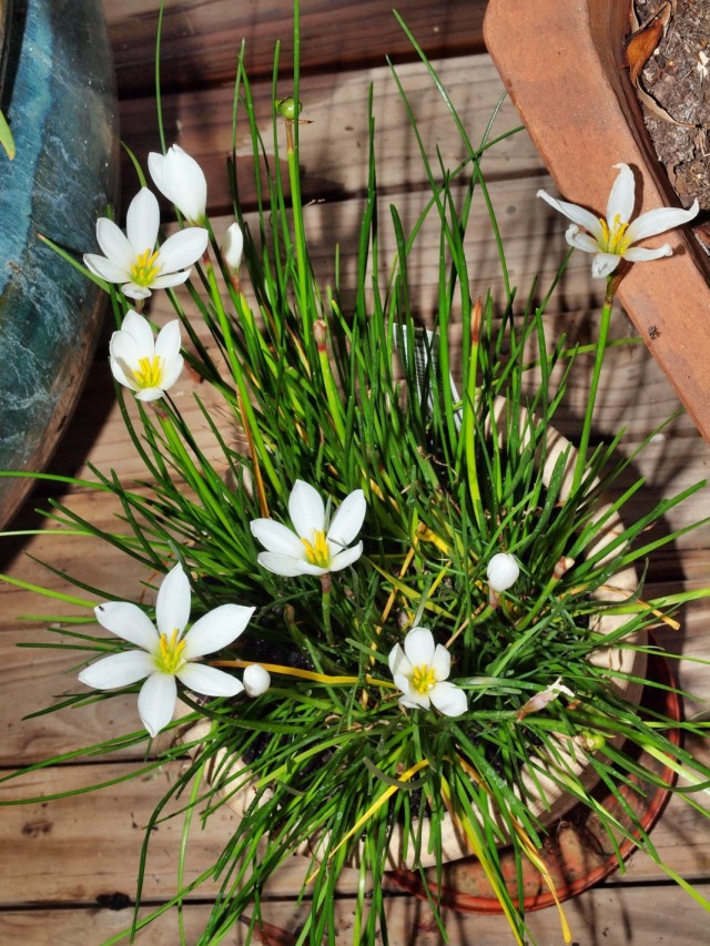 Зефирантес (Zephyranthes)