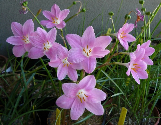 Зефирантес (Zephyranthes)