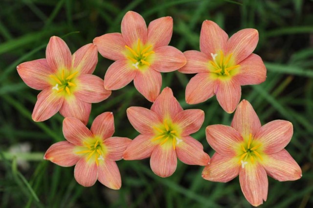 Зефирантес (Zephyranthes)