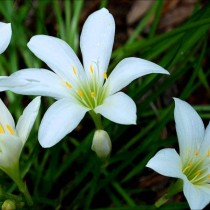 Зефирантес атамасский (Zephyranthes atamasco)