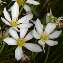 Зефирантес белый (Zephyranthes candida)