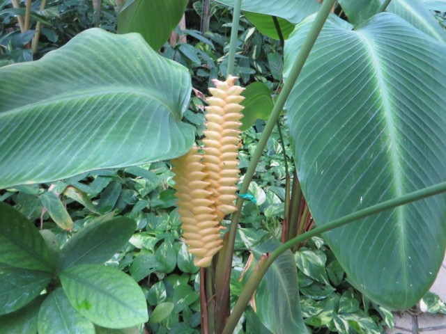 Калатея замечательная (Calathea crotalifera)