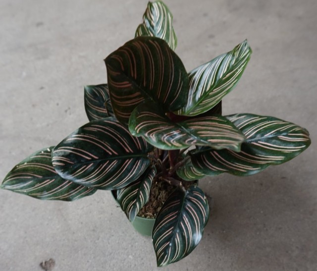 Калатея украшенная (Calathea Ornata)