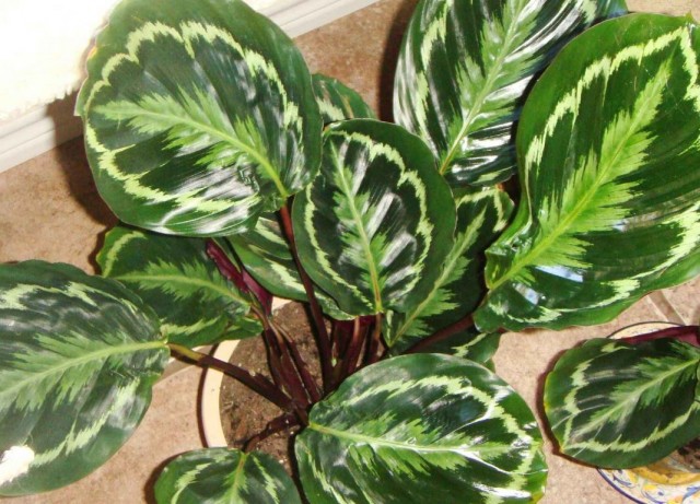 Калатея розовато-раскрашенная (Calathea roseopicta)