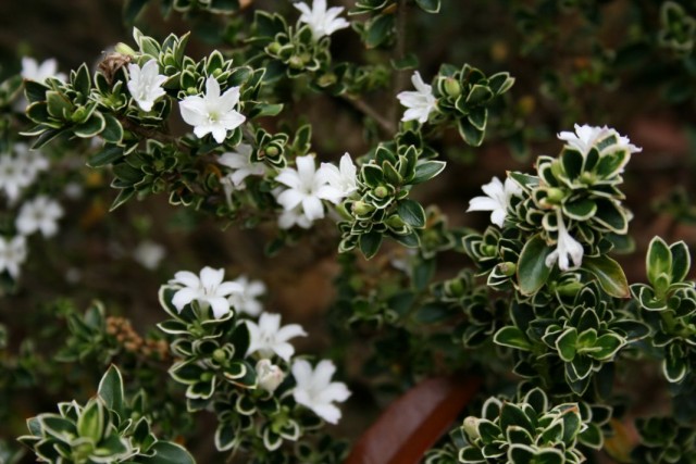 Серисса японская (Serissa japonica)