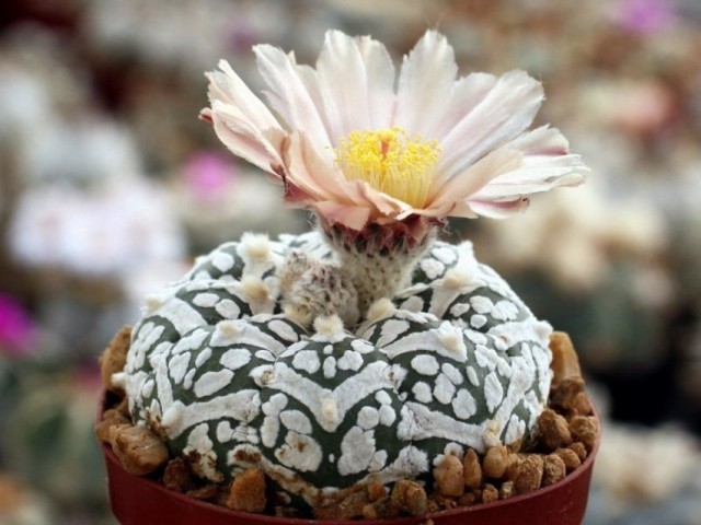 Астрофитум звёздчатый (Astrophytum asterias)