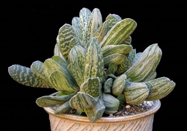 Гастерия (Gasteria)