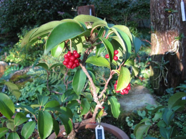 Кадсура японская (Kadsura japonica)