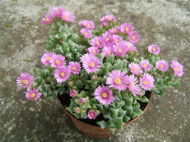 Лампрантус дальновидный (Lampranthus deltoides), или Оскулярия дельтовидная (Oscularia deltoides)