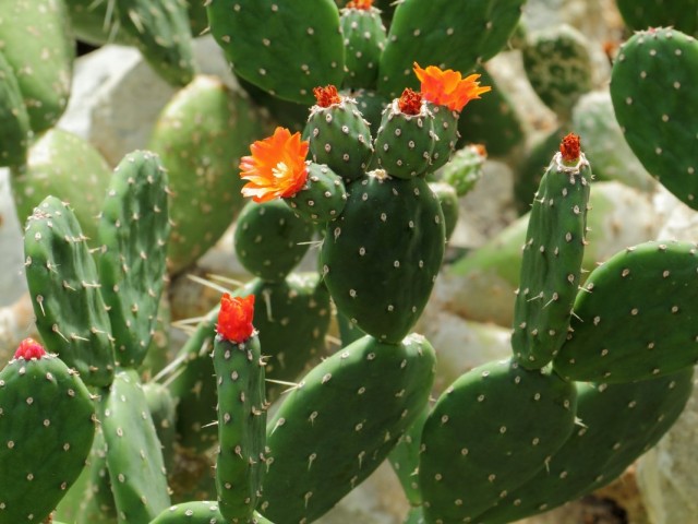 Опунция (Opuntia)