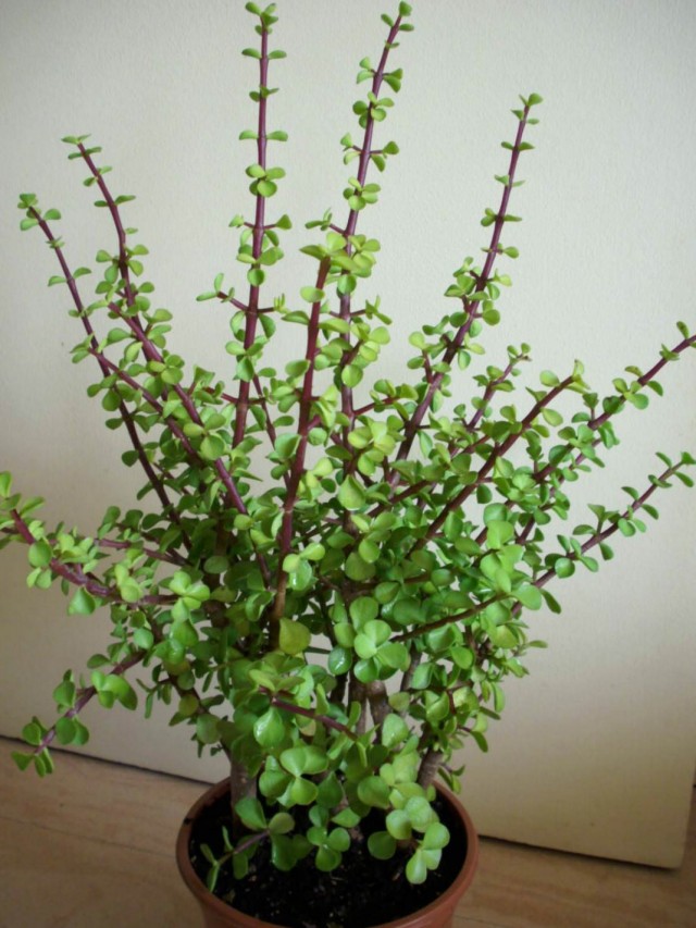 Портулакария африканская (Portulacaria afra)