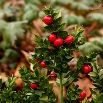 Иглица колючая, или Иглица понтийская (Ruscus aculeatus)