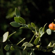 Иглица подлистная (Ruscus hypophyllum)