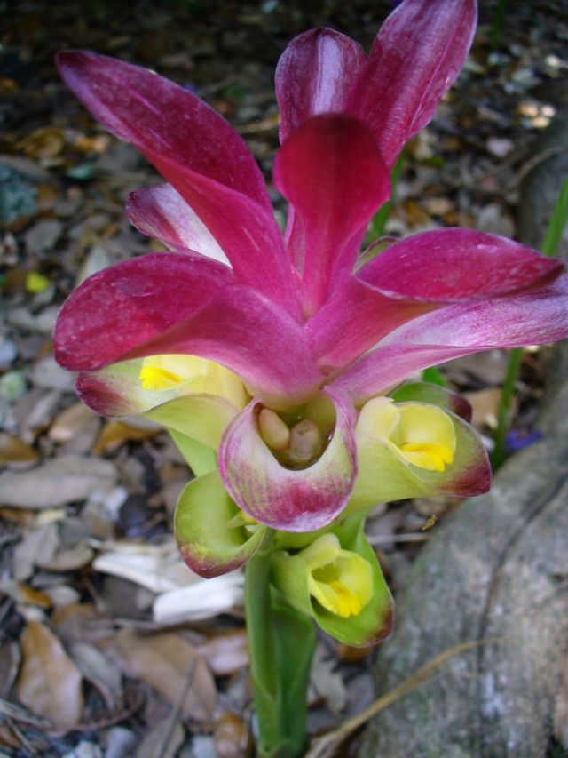 Куркума цедоария (Curcuma zedoaria)