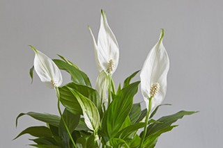 Спатифиллум (Spathiphyllum)