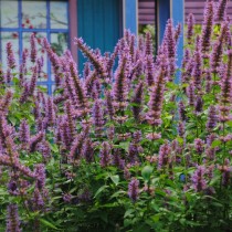 Лофант, или Многоколосник, или Агастахе (Agastache)