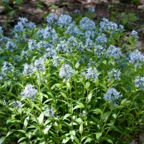 Амсония табермонтана (Amsonia tabernaemontana)