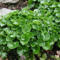 Копытень европейский (Asarum europaeum)