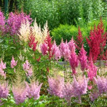 Астильба (Astilbe)