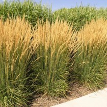 Вейник остроцветковый (Calamagrostis х acutiflora)