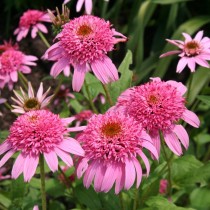 Эхинацея пурпурная (Echinacea purpurea)